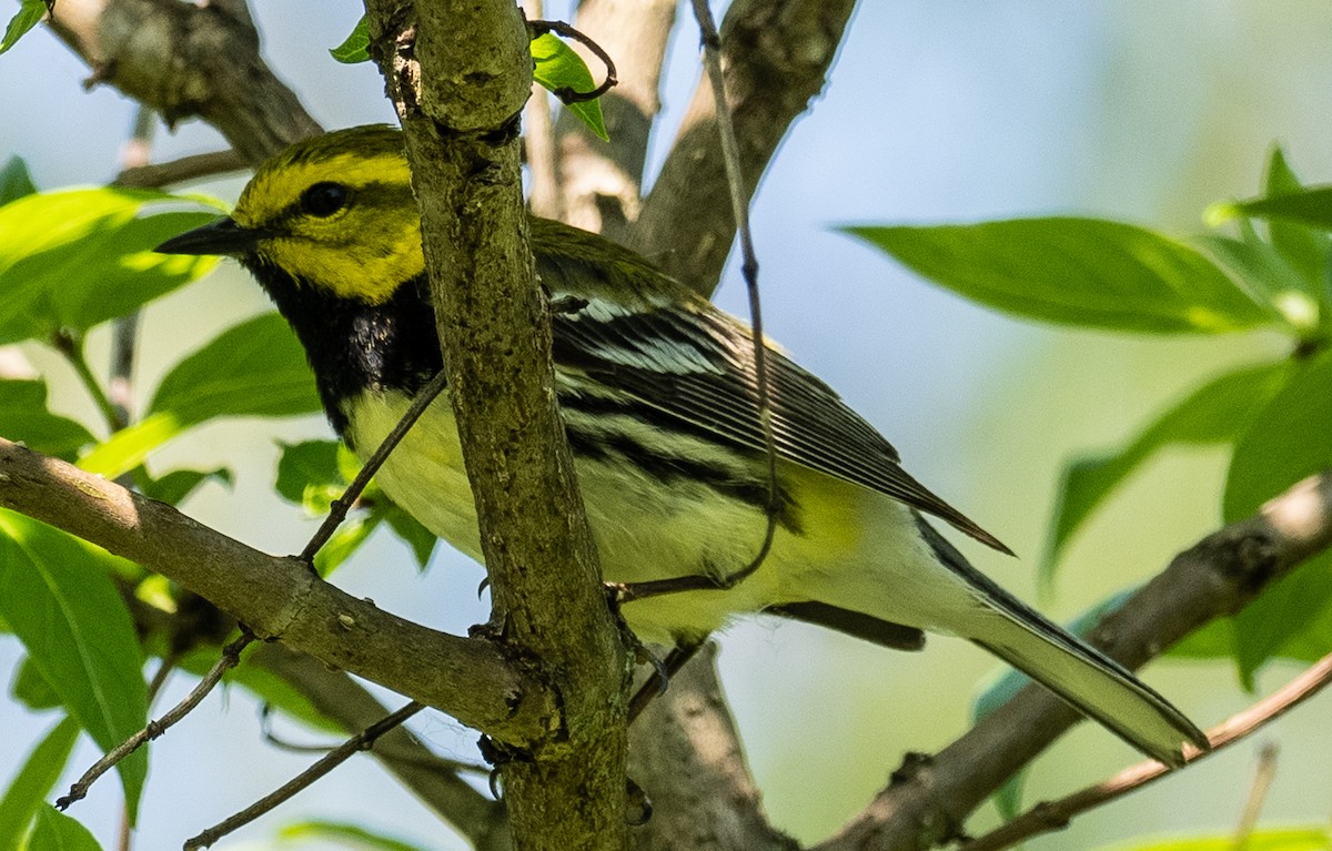 Black-throated Green Warbler - Lynn Chapman