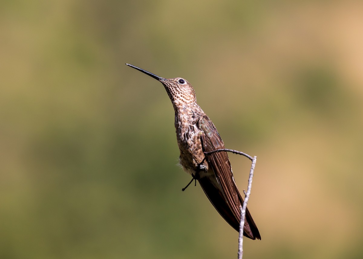 Giant Hummingbird - Andrew Cauldwell