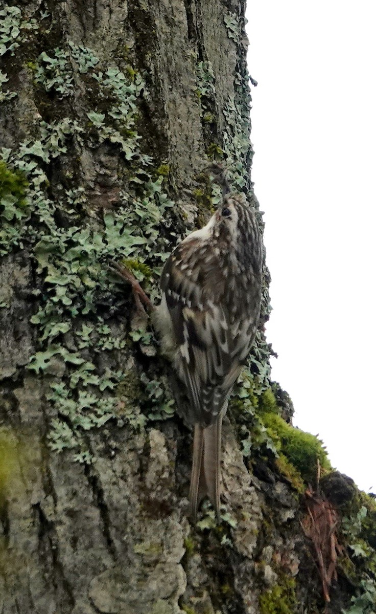 Brown Creeper - Mario Poirier