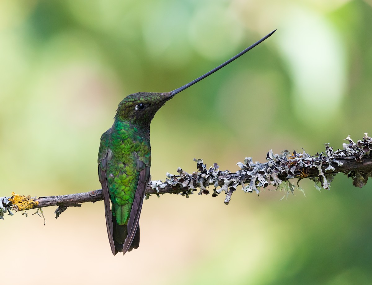 Sword-billed Hummingbird - Andrew Cauldwell