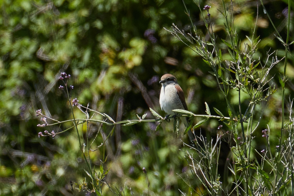 Red-backed Shrike - ML619453343