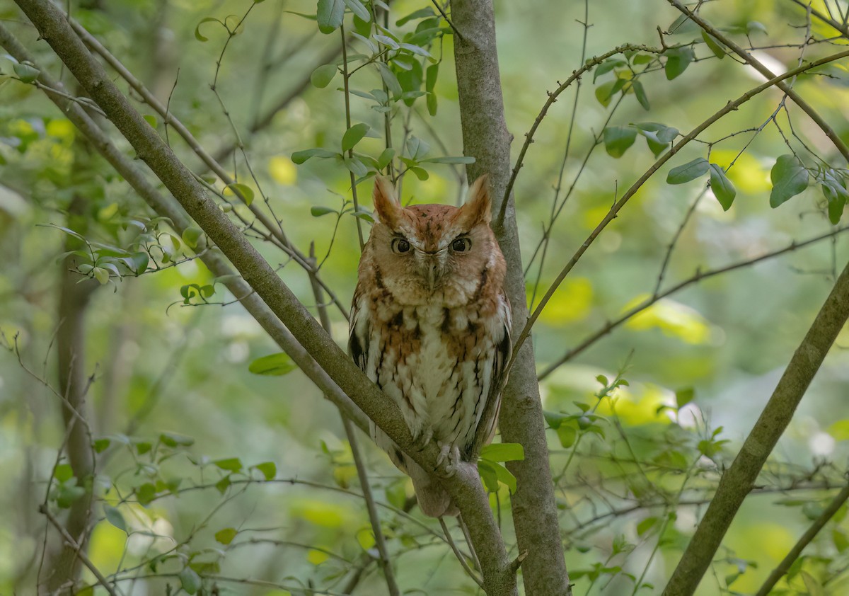 Eastern Screech-Owl - Karl Hagler