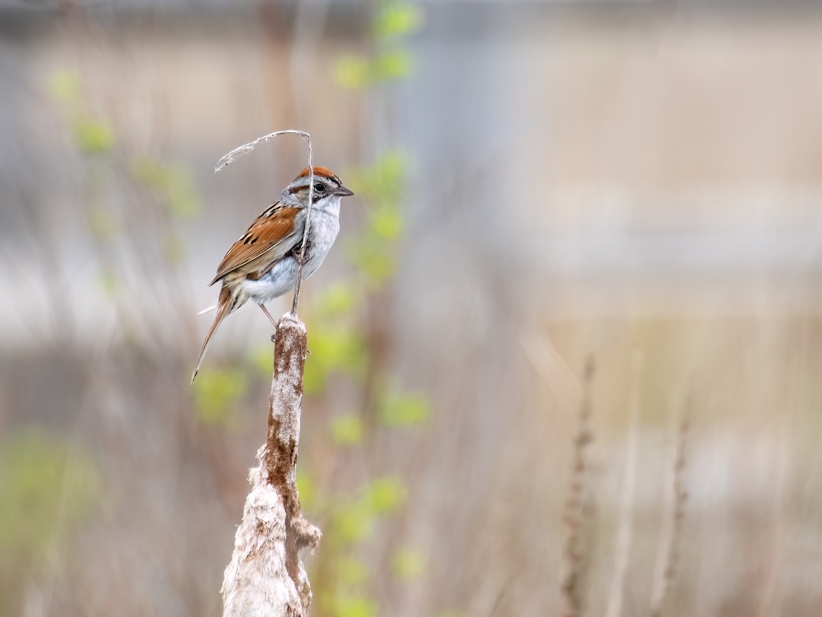 Swamp Sparrow - Danielle  A