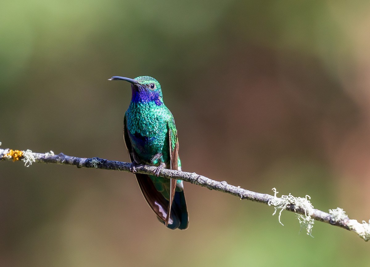 Sparkling Violetear - Andrew Cauldwell