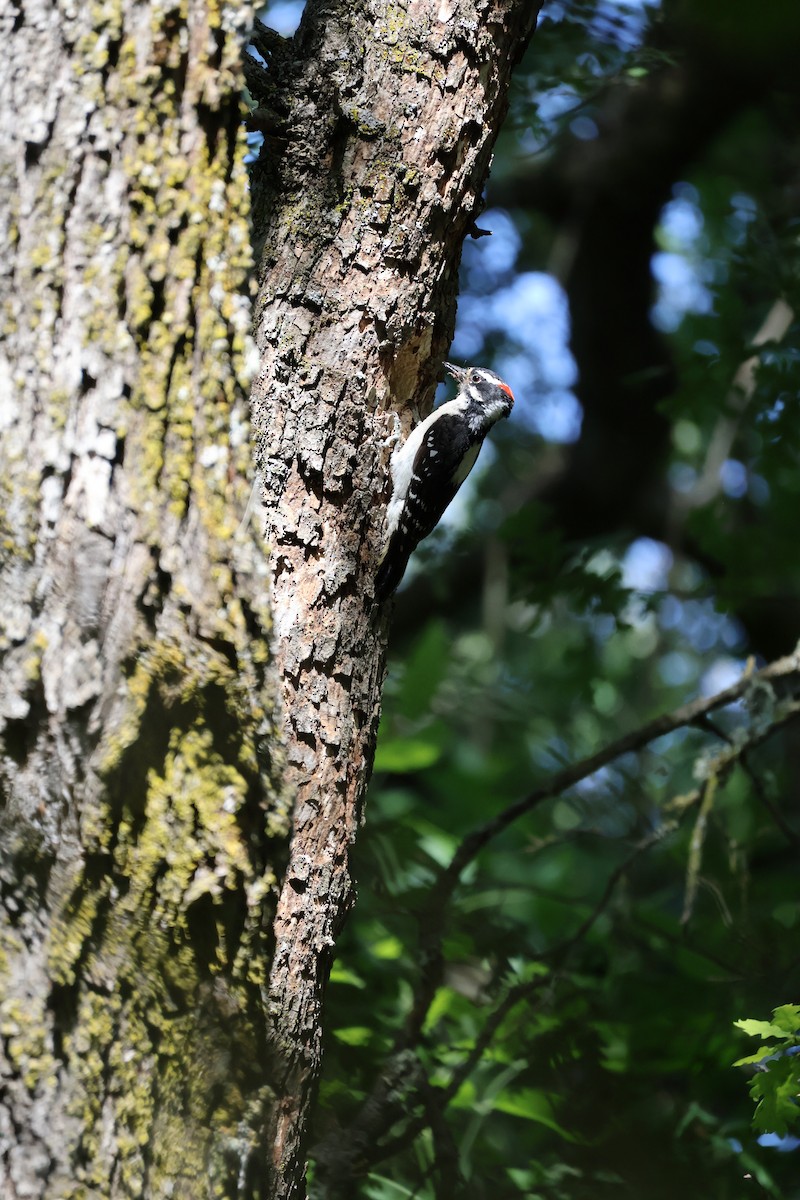 Downy Woodpecker - ML619453351