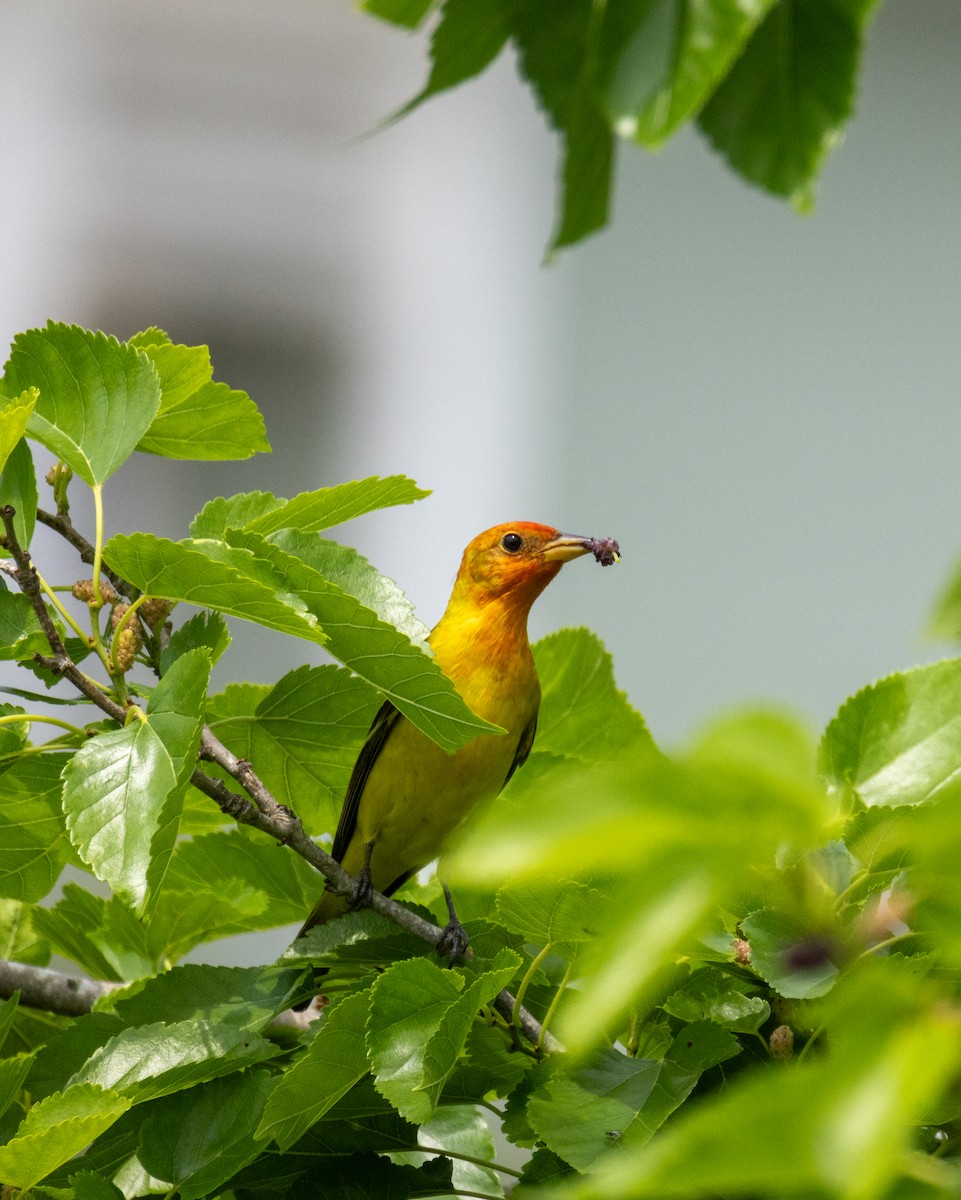 Western Tanager - Daniel Griffith