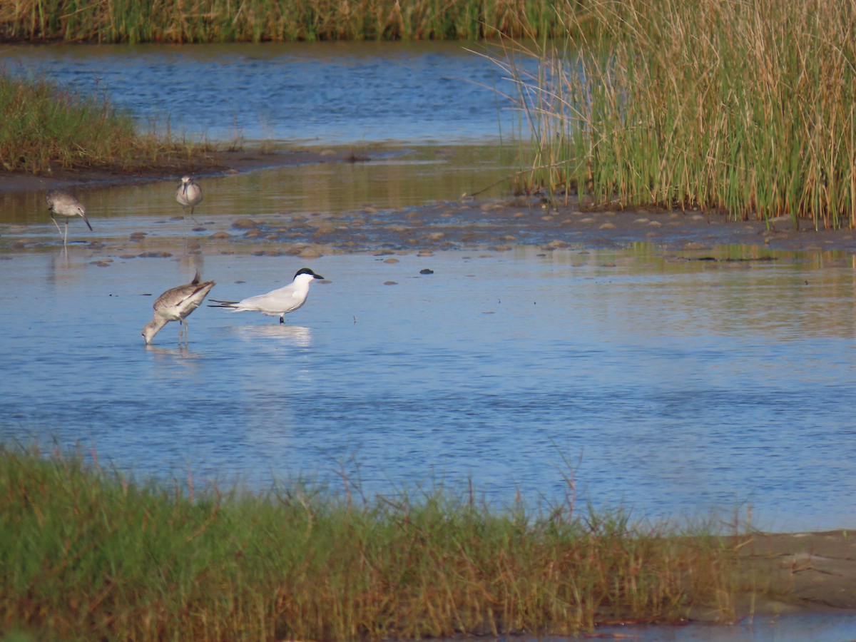 Gull-billed Tern - Brian Cammarano