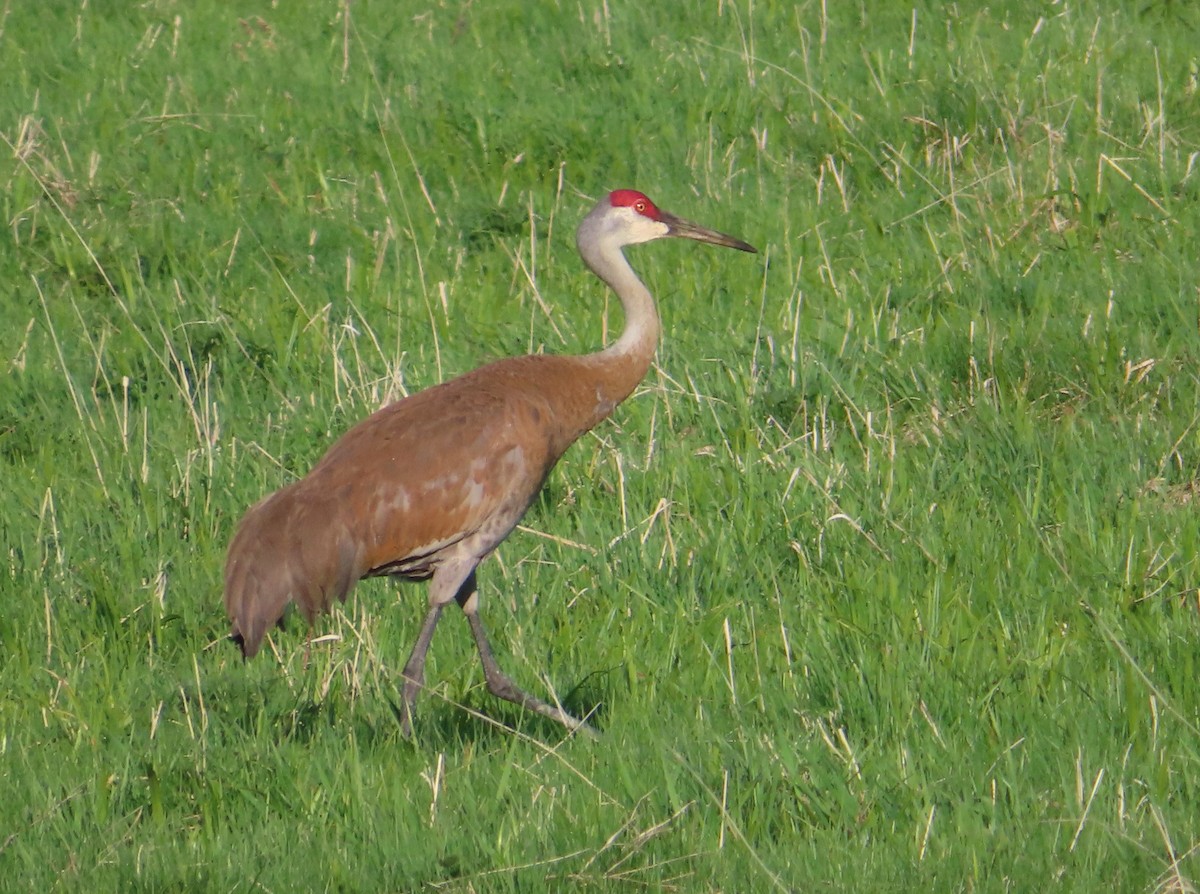 Sandhill Crane - Sylvie Gagnon