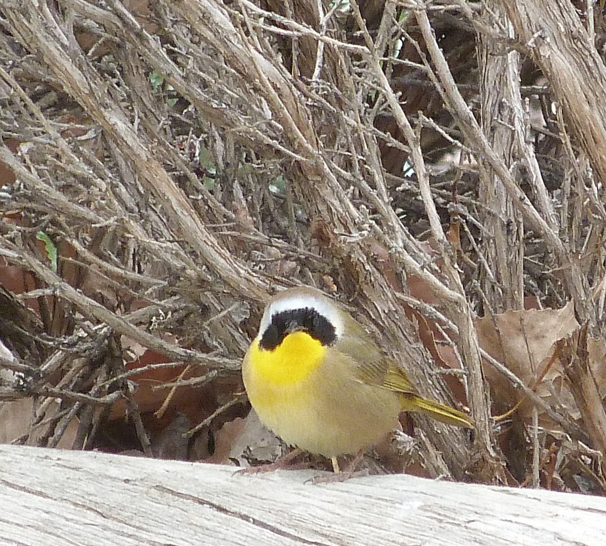 Common Yellowthroat - Kenneth Stinchcomb