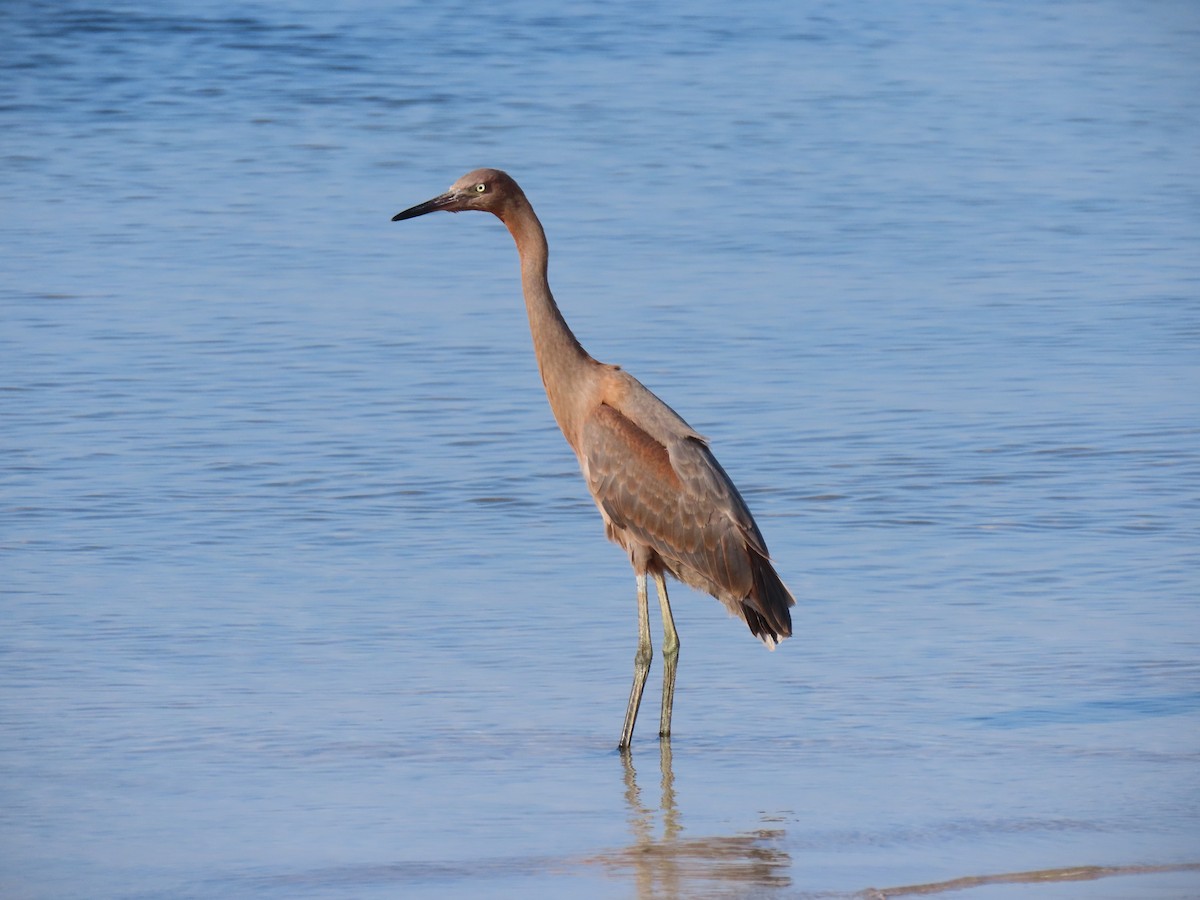 Reddish Egret - Brian Cammarano