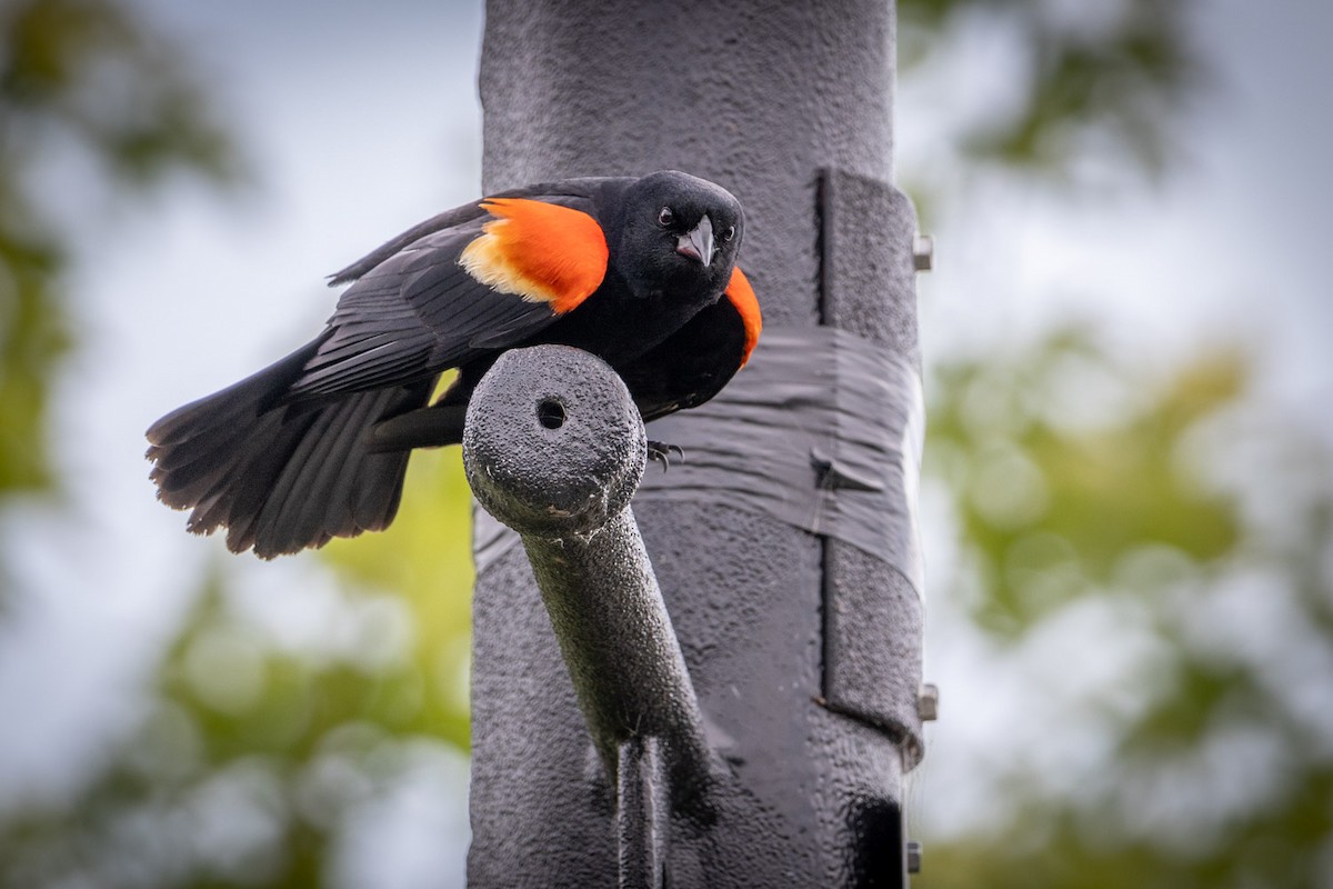 rødvingetrupial - ML619453383