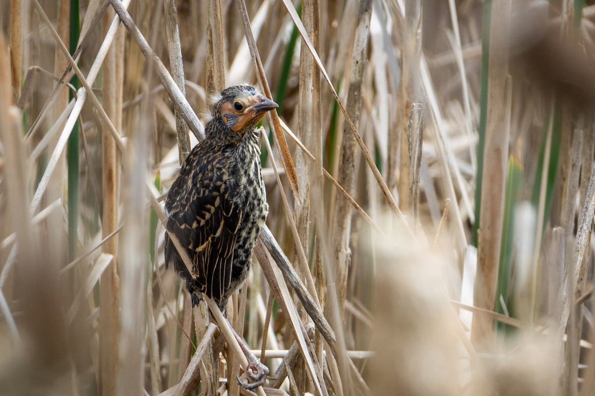 rødvingetrupial - ML619453384