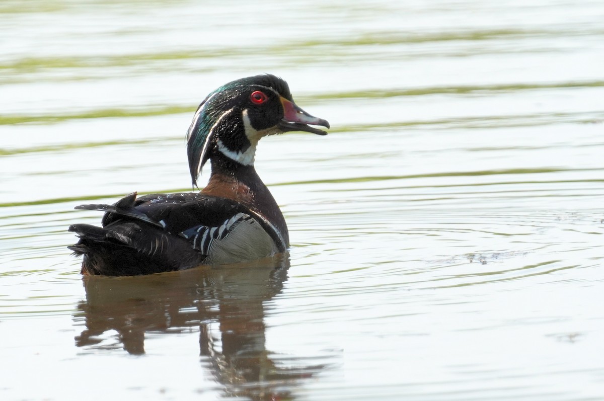 Wood Duck - Dennis Mersky