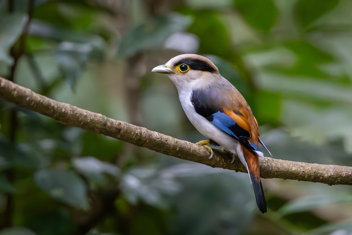 Silver-breasted Broadbill - Carolien Hoek