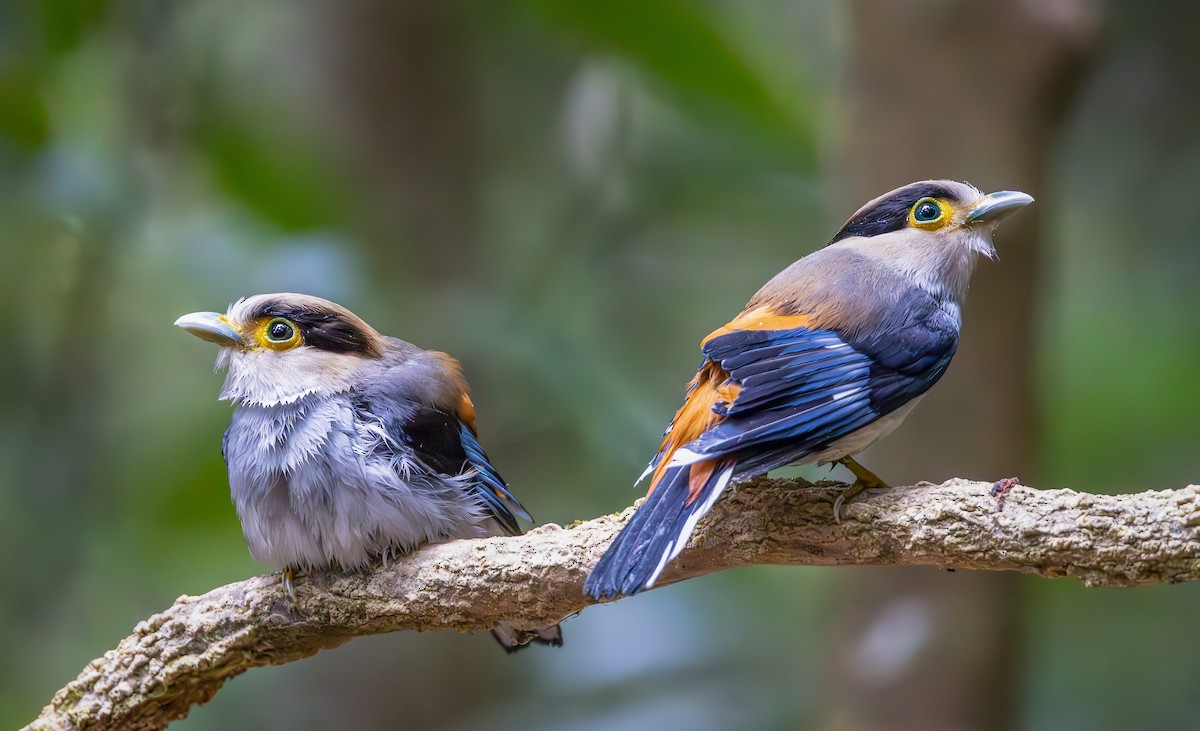 Silver-breasted Broadbill - Carolien Hoek