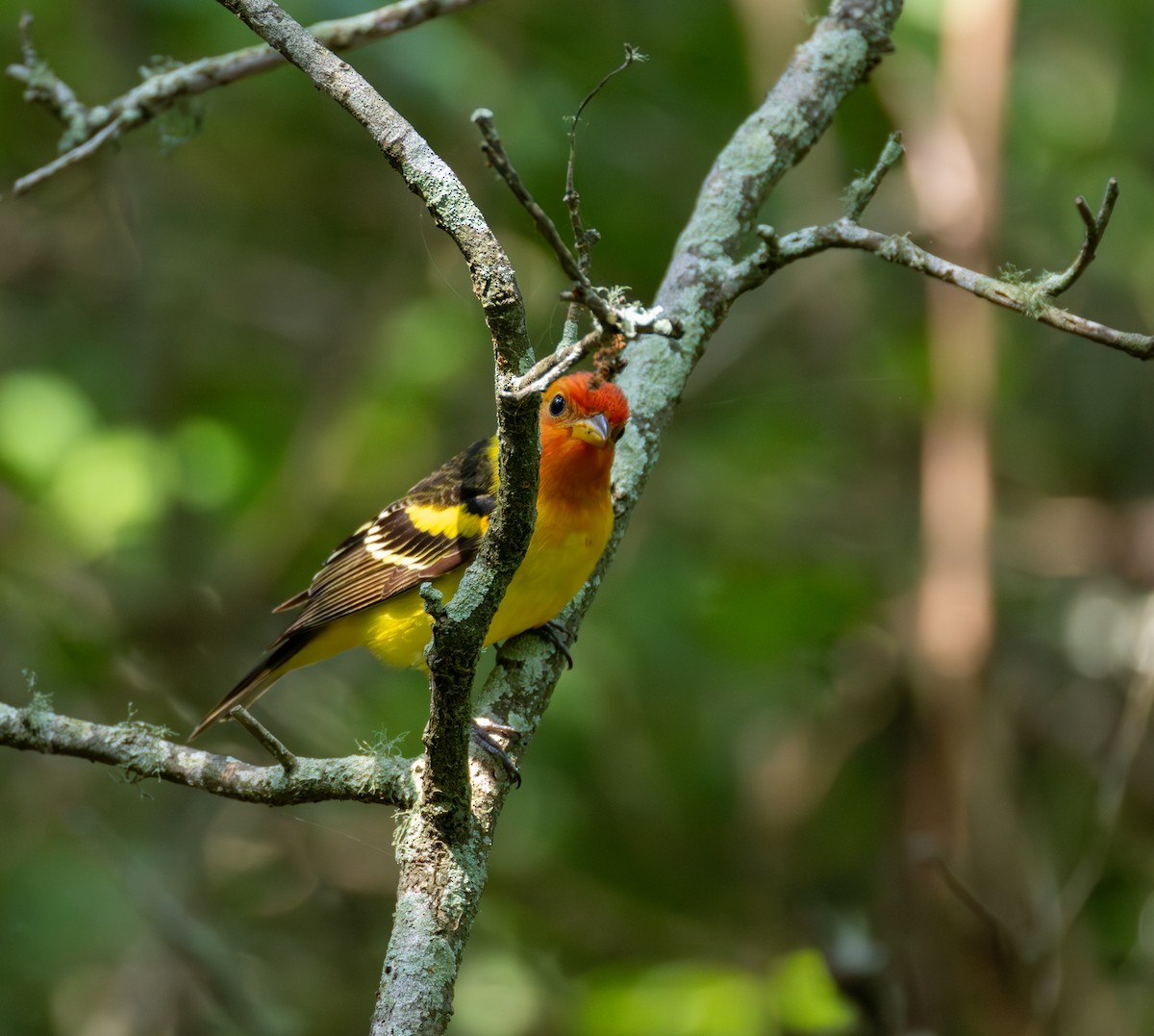 Western Tanager - Daniel Griffith