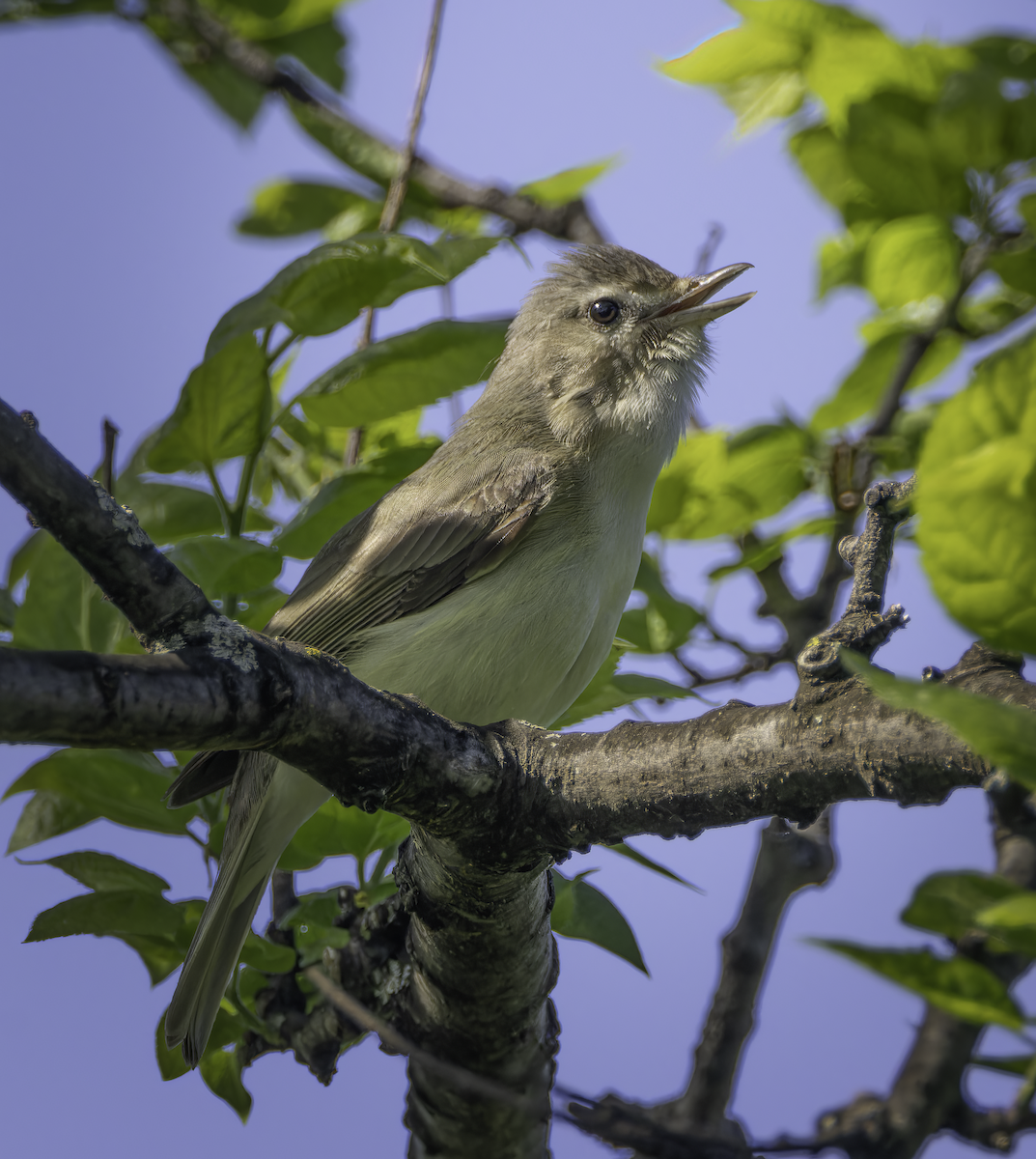 Vireo Gorjeador - ML619453394