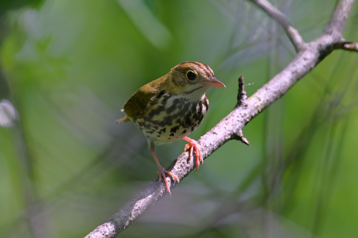 Ovenbird - Catherine MacRae