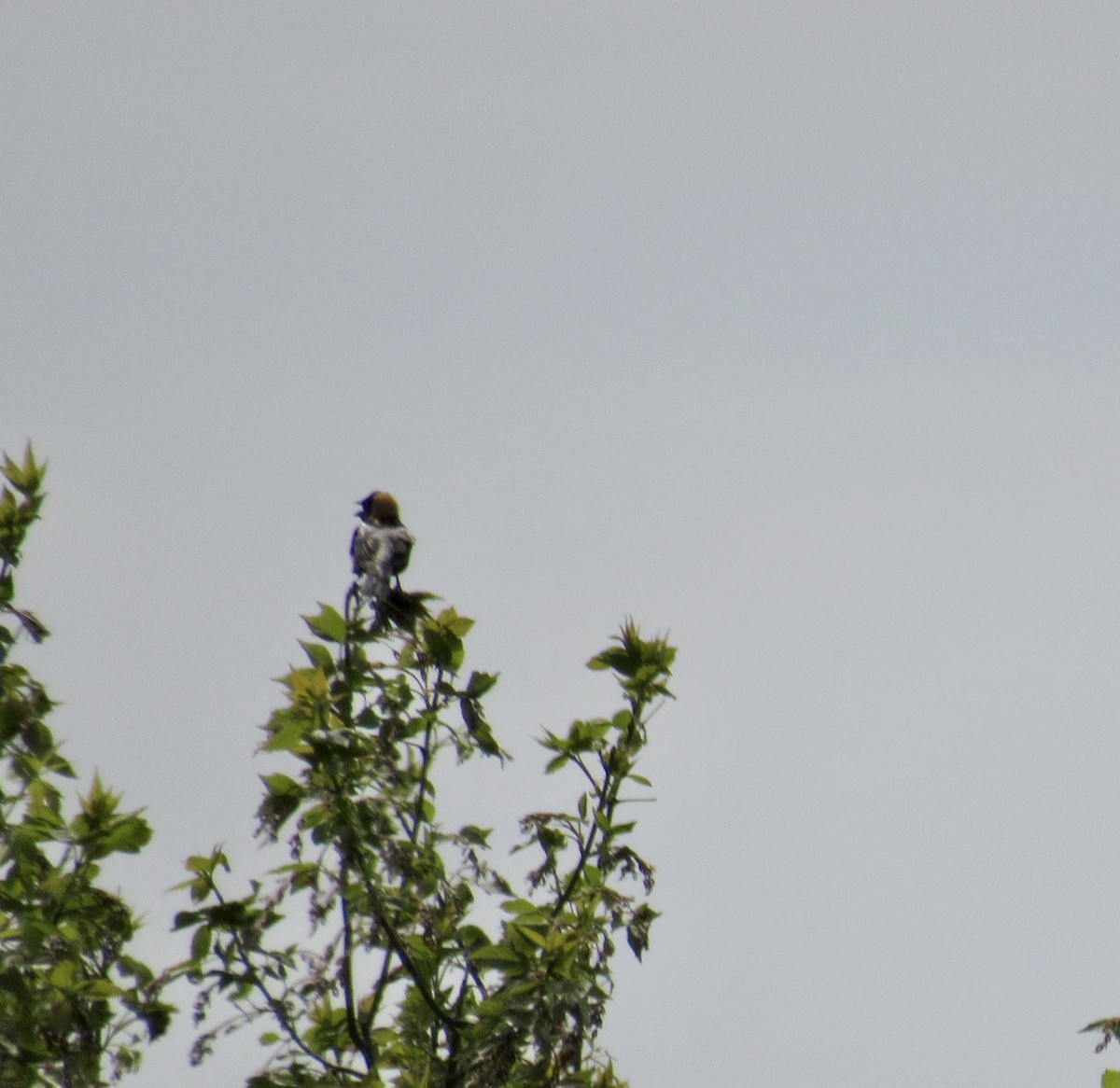 Bobolink - Marina Bourque