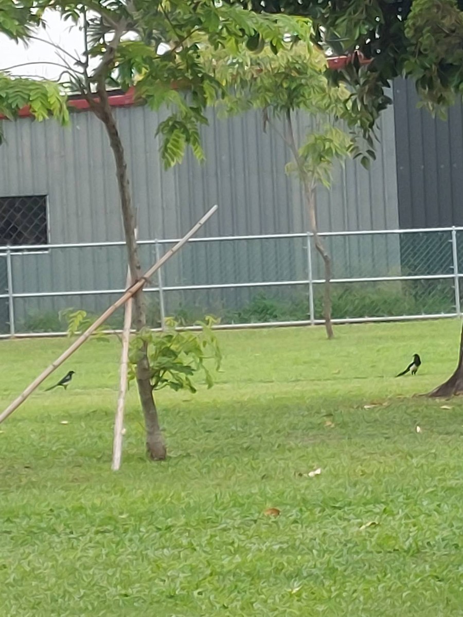 Oriental Magpie - 宏文 李