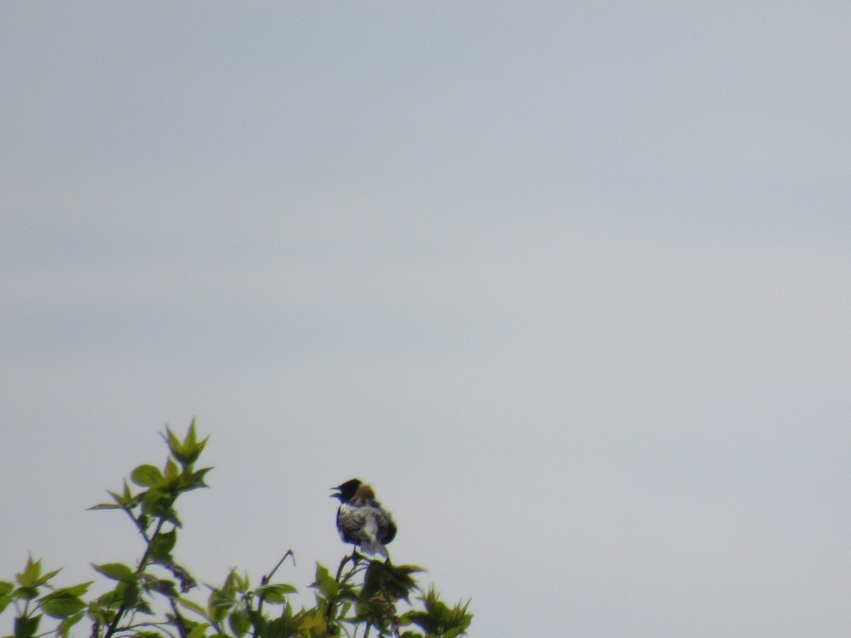 Bobolink - Marina Bourque