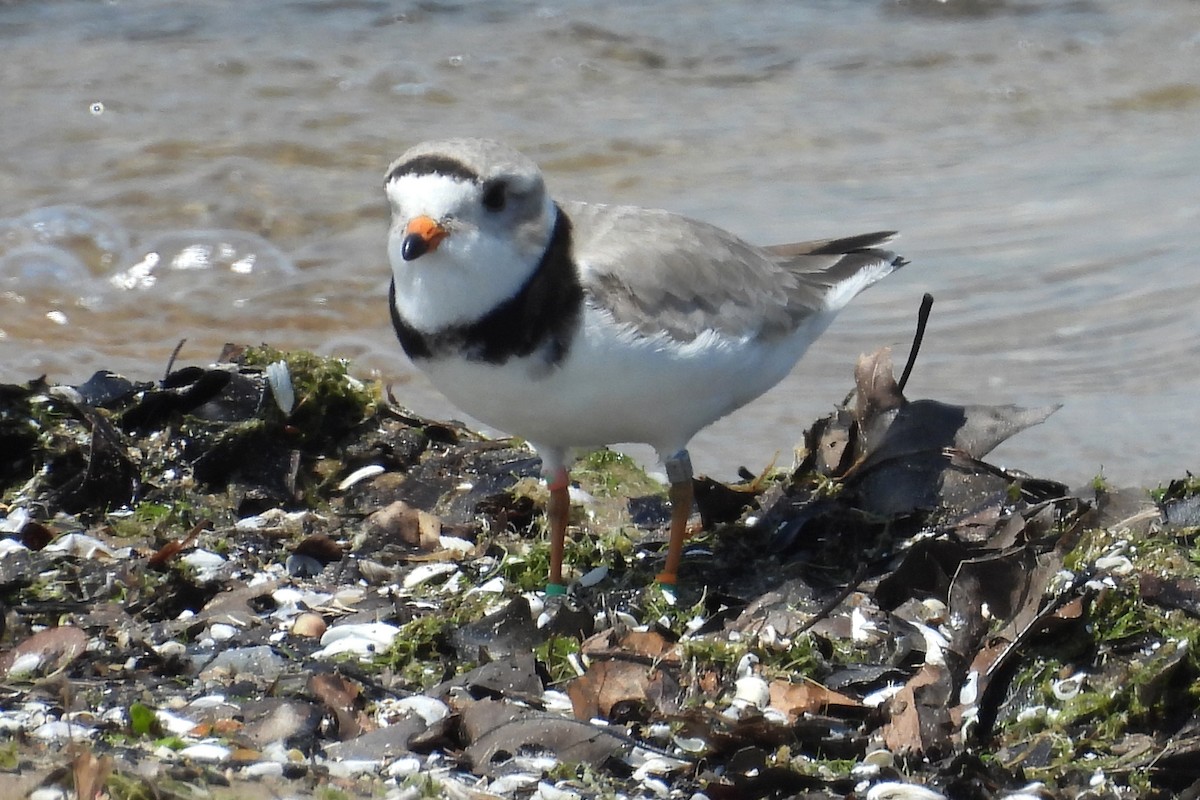 Piping Plover - Nancy Buis