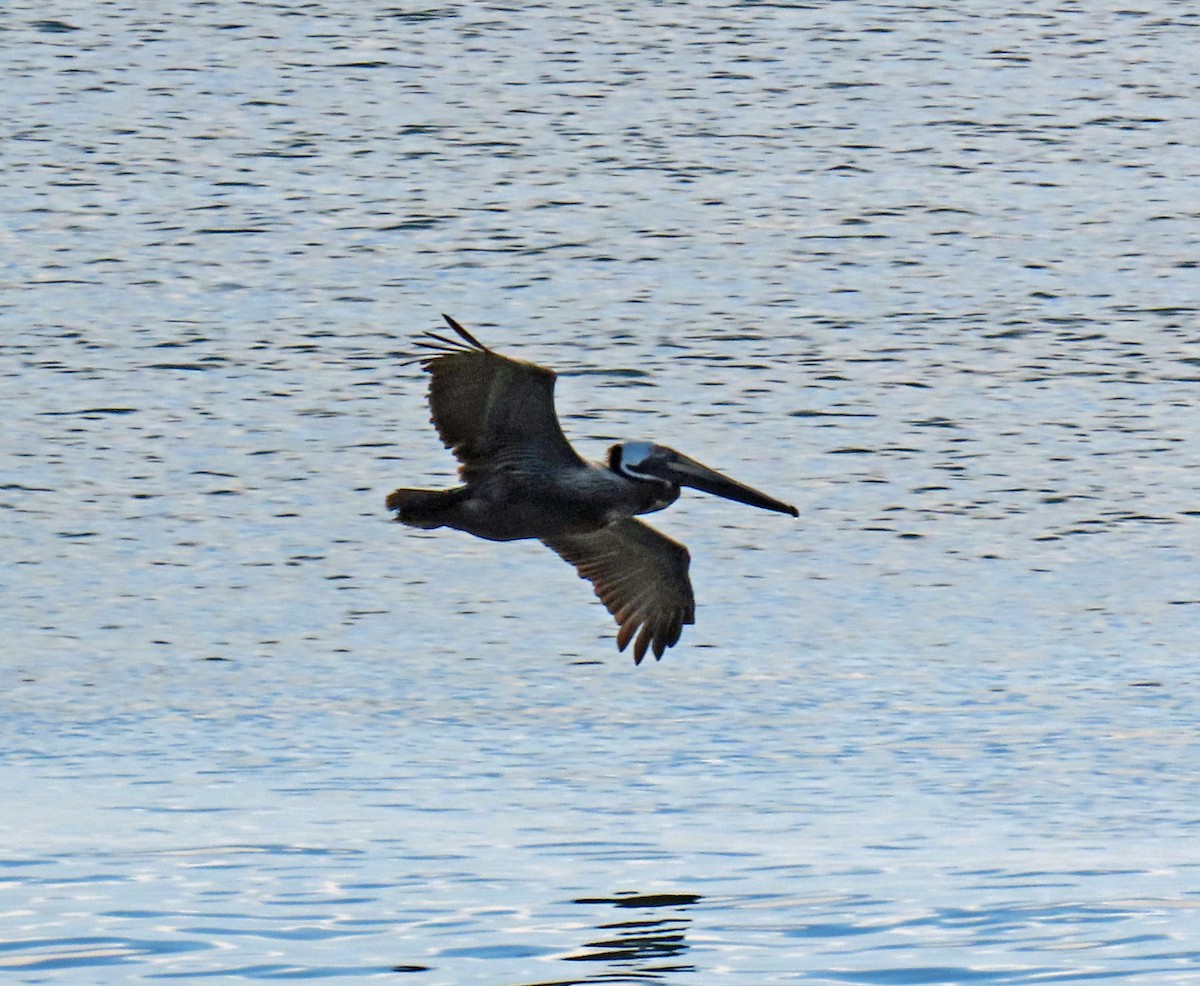 Brown Pelican - JoAnn Potter Riggle 🦤