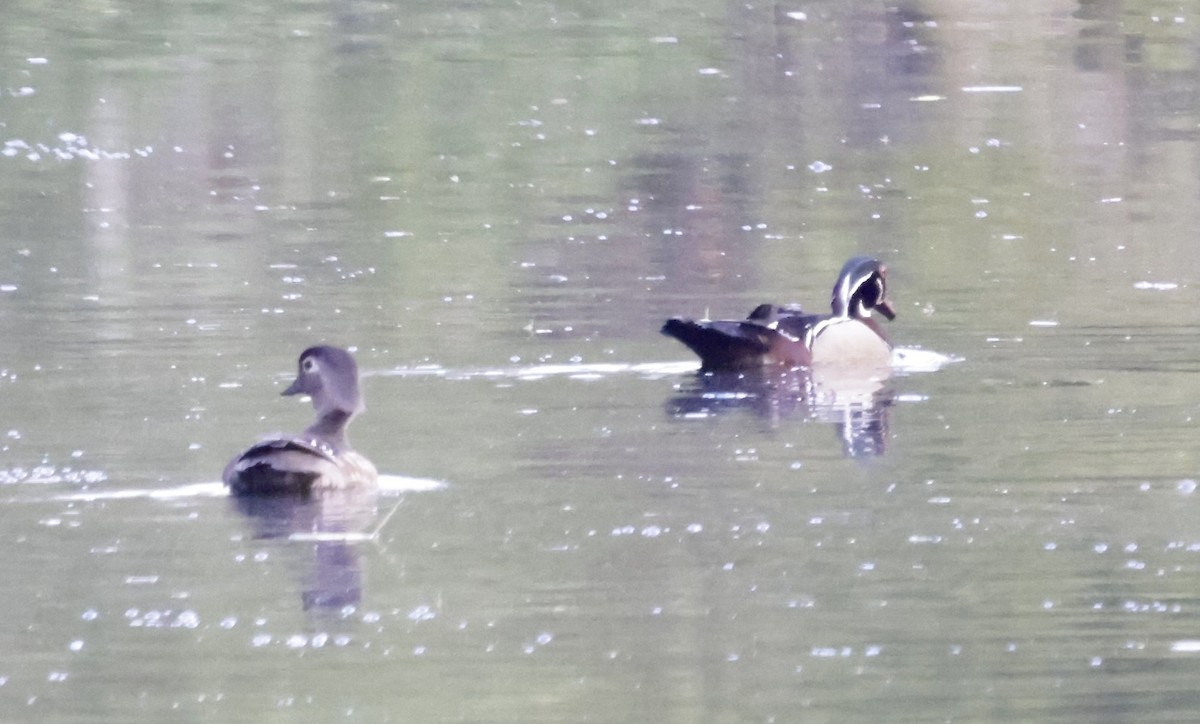 Wood Duck - Christine Stoughton Root