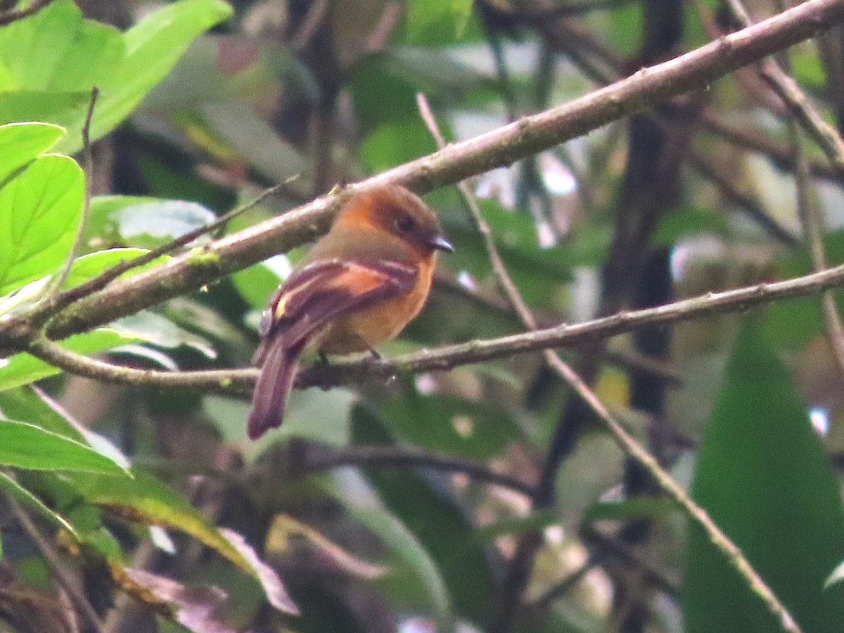 Cinnamon Flycatcher (Andean) - Hugo Foxonet