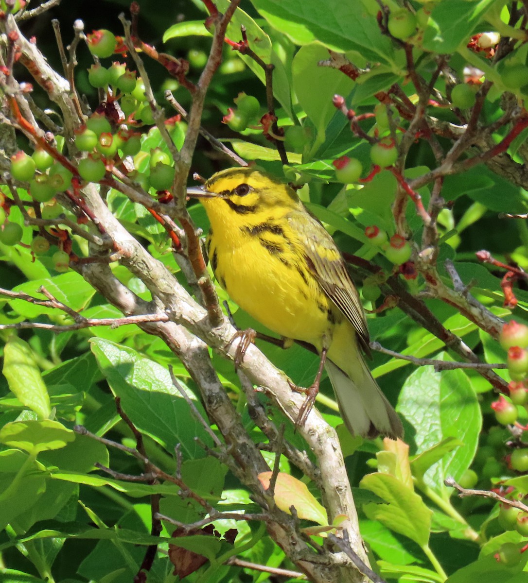 Prairie Warbler - JoAnn Potter Riggle 🦤