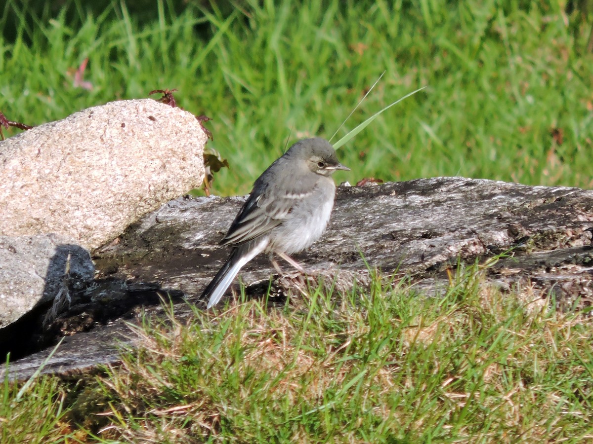 White Wagtail - Jorge Rodal