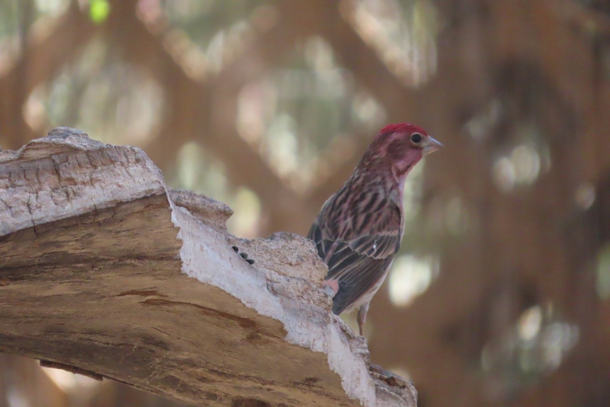 Cassin's Finch - ML619453449