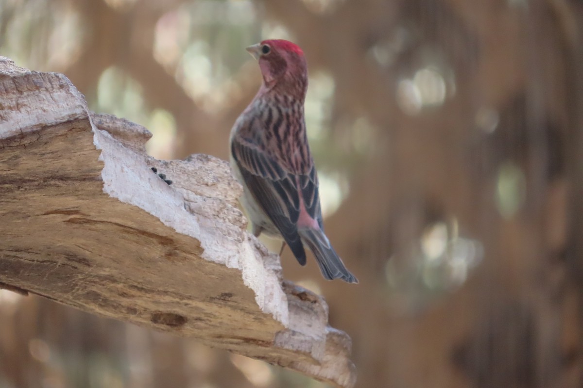 Cassin's Finch - David Brinkman