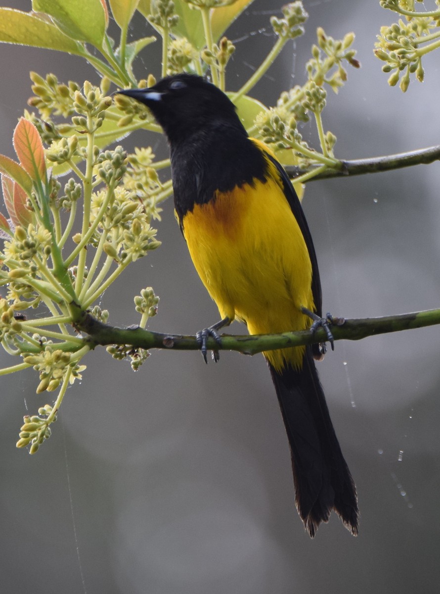 Black-cowled Oriole - Laura Bakken