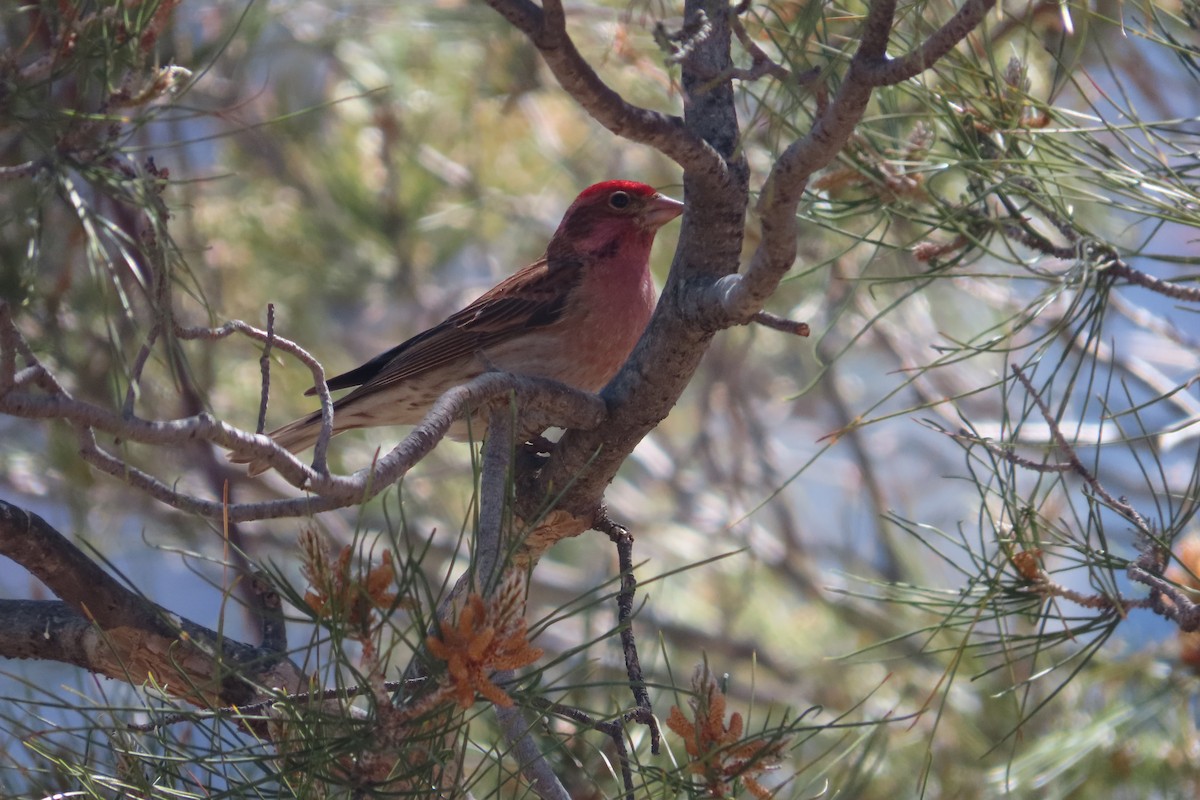 Cassin's Finch - David Brinkman