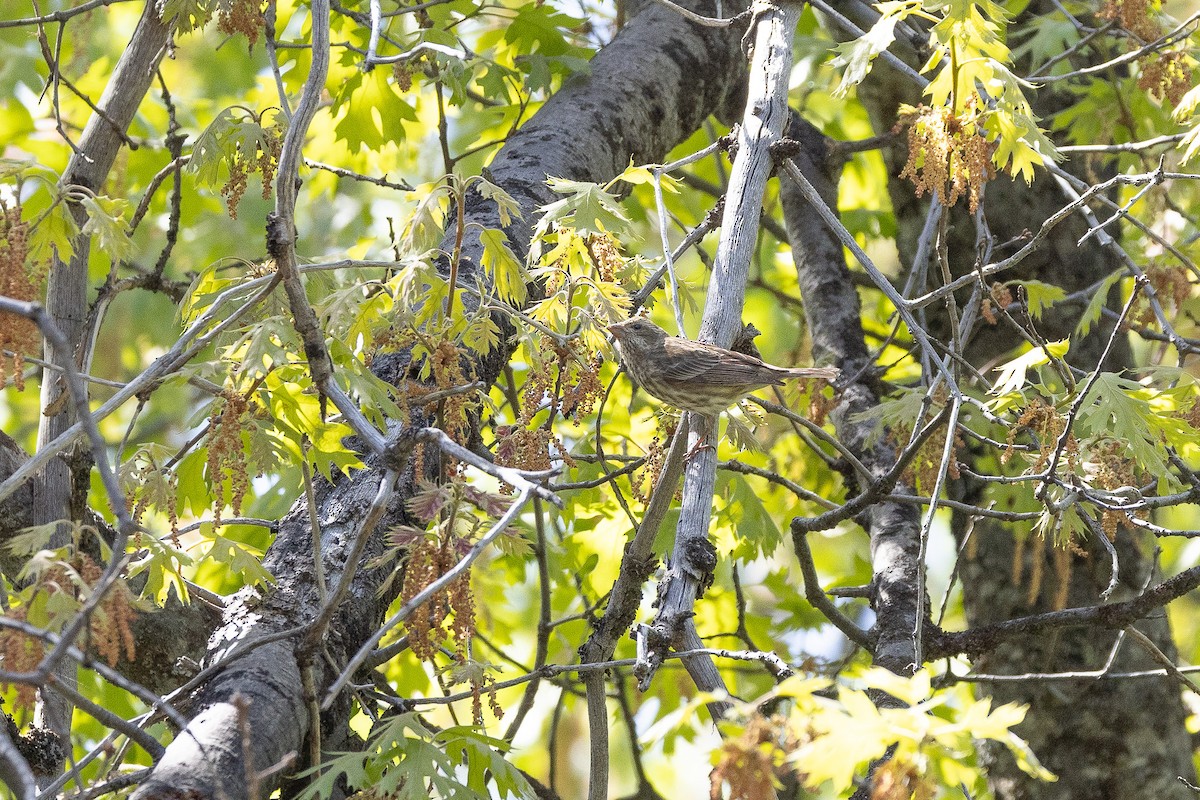 Purple Finch - ML619453476