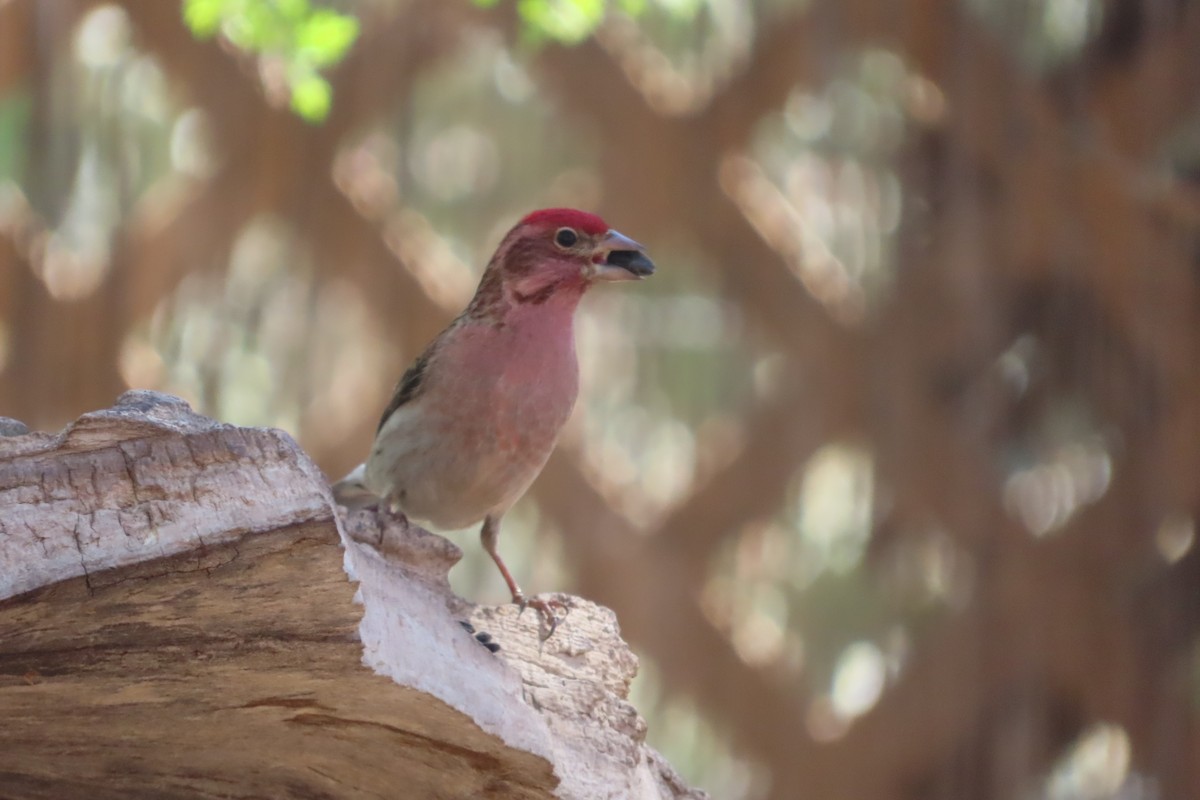 Cassin's Finch - David Brinkman