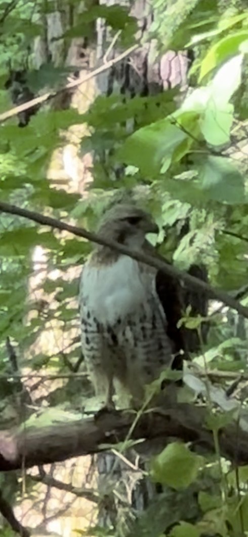 Red-tailed Hawk - ML619453486