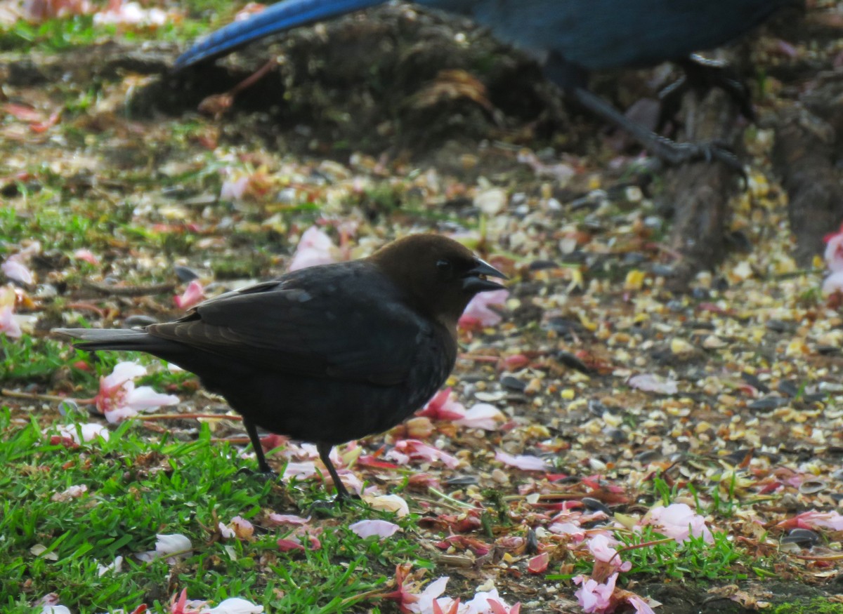 Brown-headed Cowbird - Teresa Weismiller