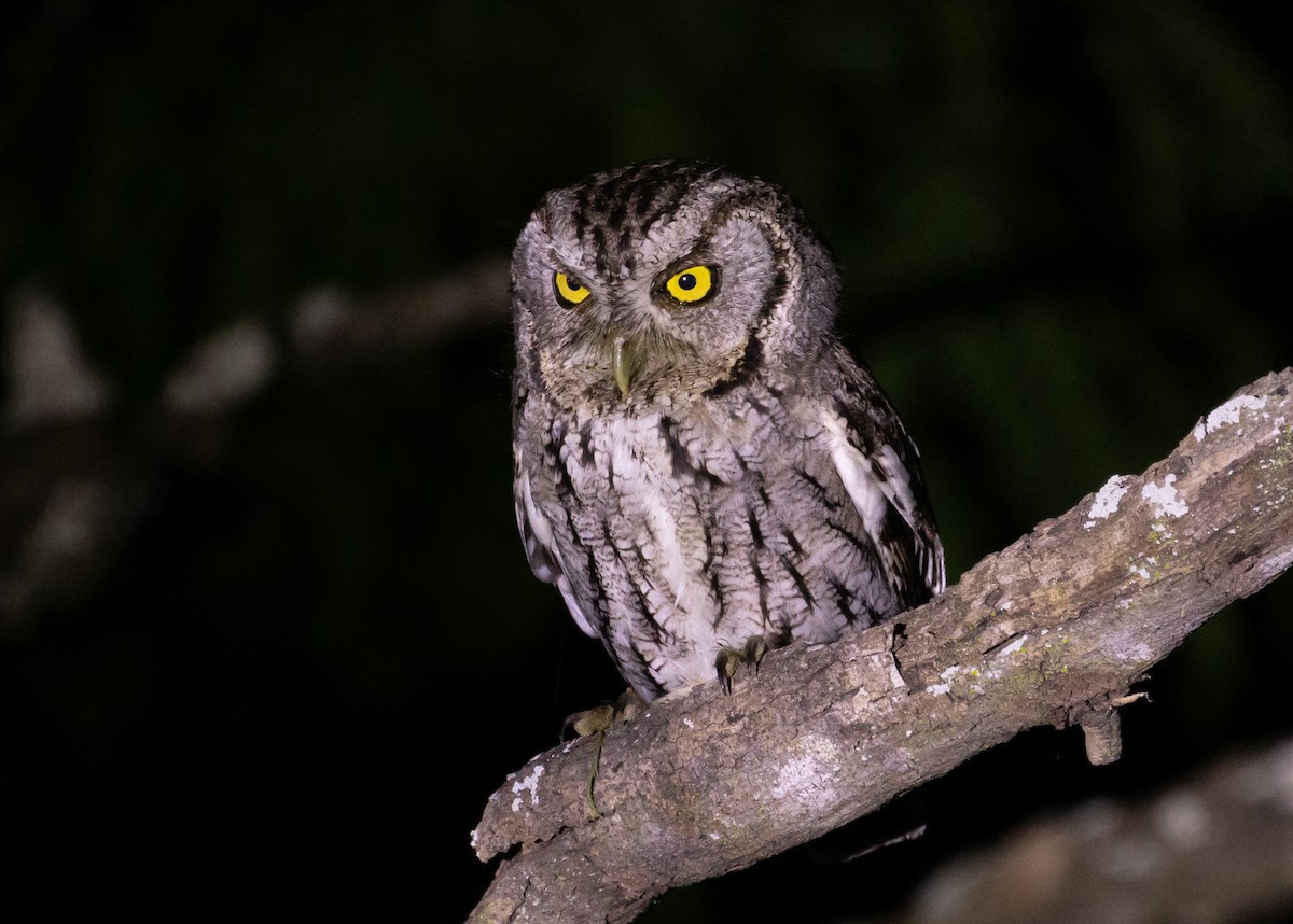 Eastern Screech-Owl (McCall's) - Anne Heyerly