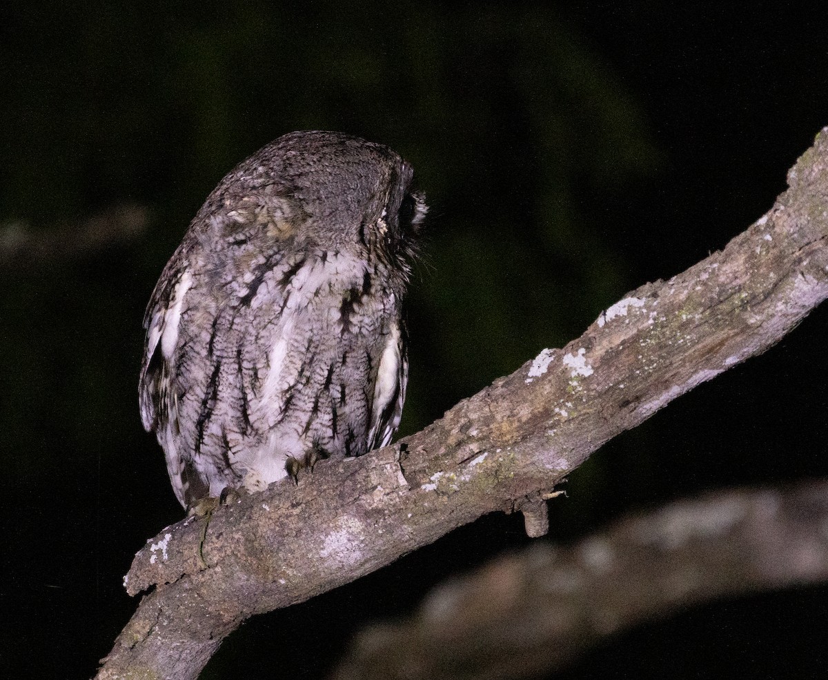 Eastern Screech-Owl (McCall's) - Anne Heyerly