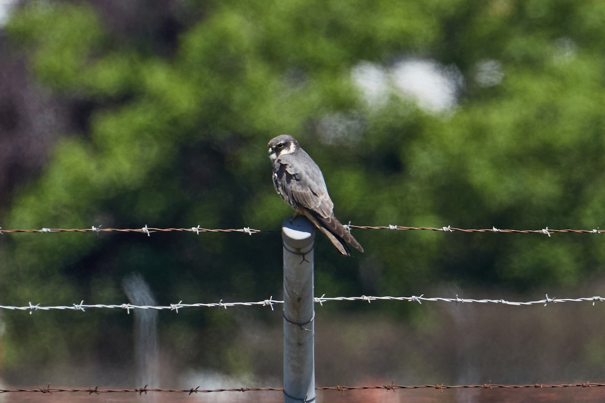 Eurasian Hobby - ML619453493