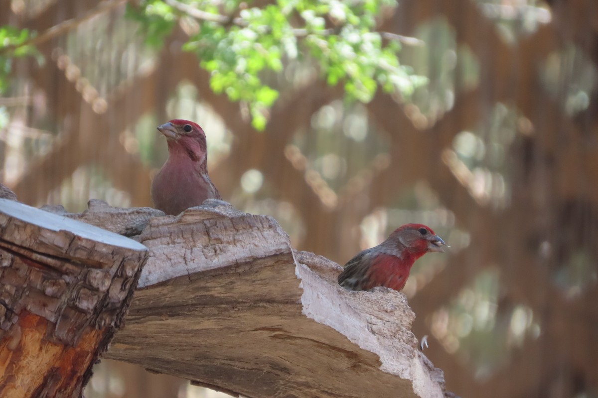 Cassin's Finch - David Brinkman