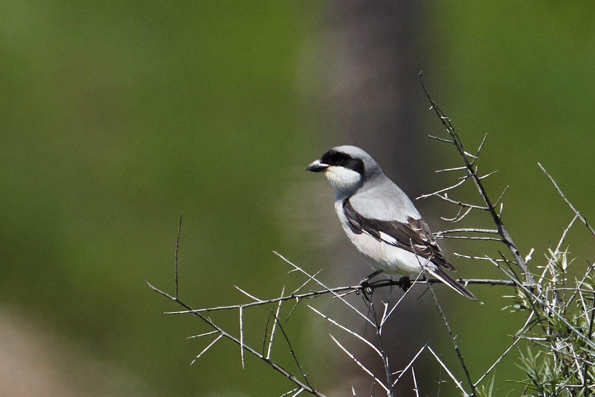 Lesser Gray Shrike - Anastasiia Pashkovskaia