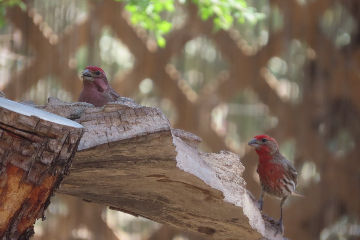 Cassin's Finch - David Brinkman