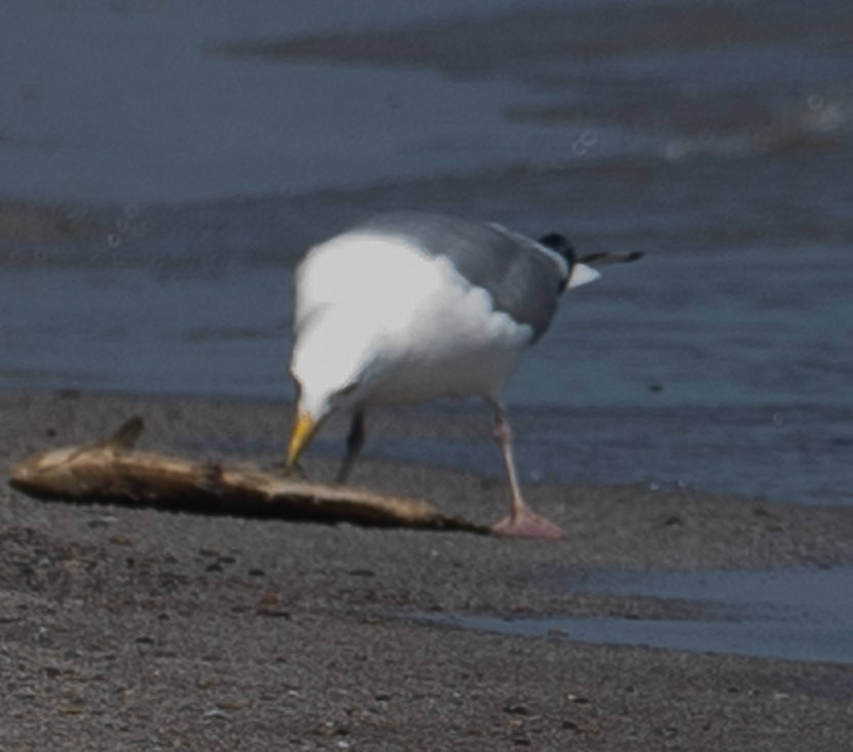 Gaviota Argéntea - ML619453503