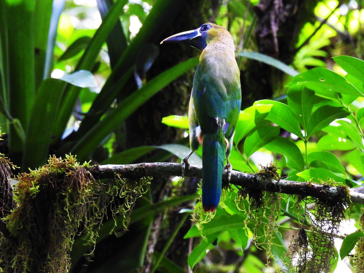 Northern Emerald-Toucanet - Marilyn Ureña