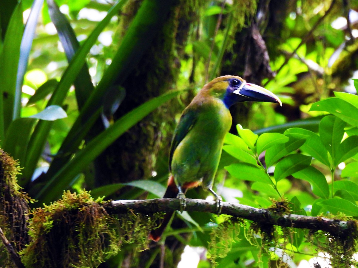 Northern Emerald-Toucanet - Marilyn Ureña