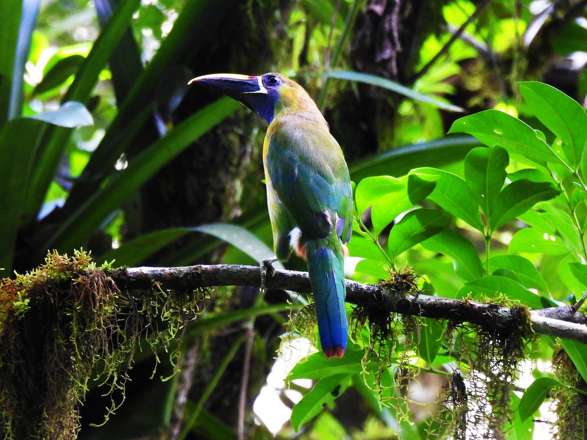 Northern Emerald-Toucanet - Marilyn Ureña