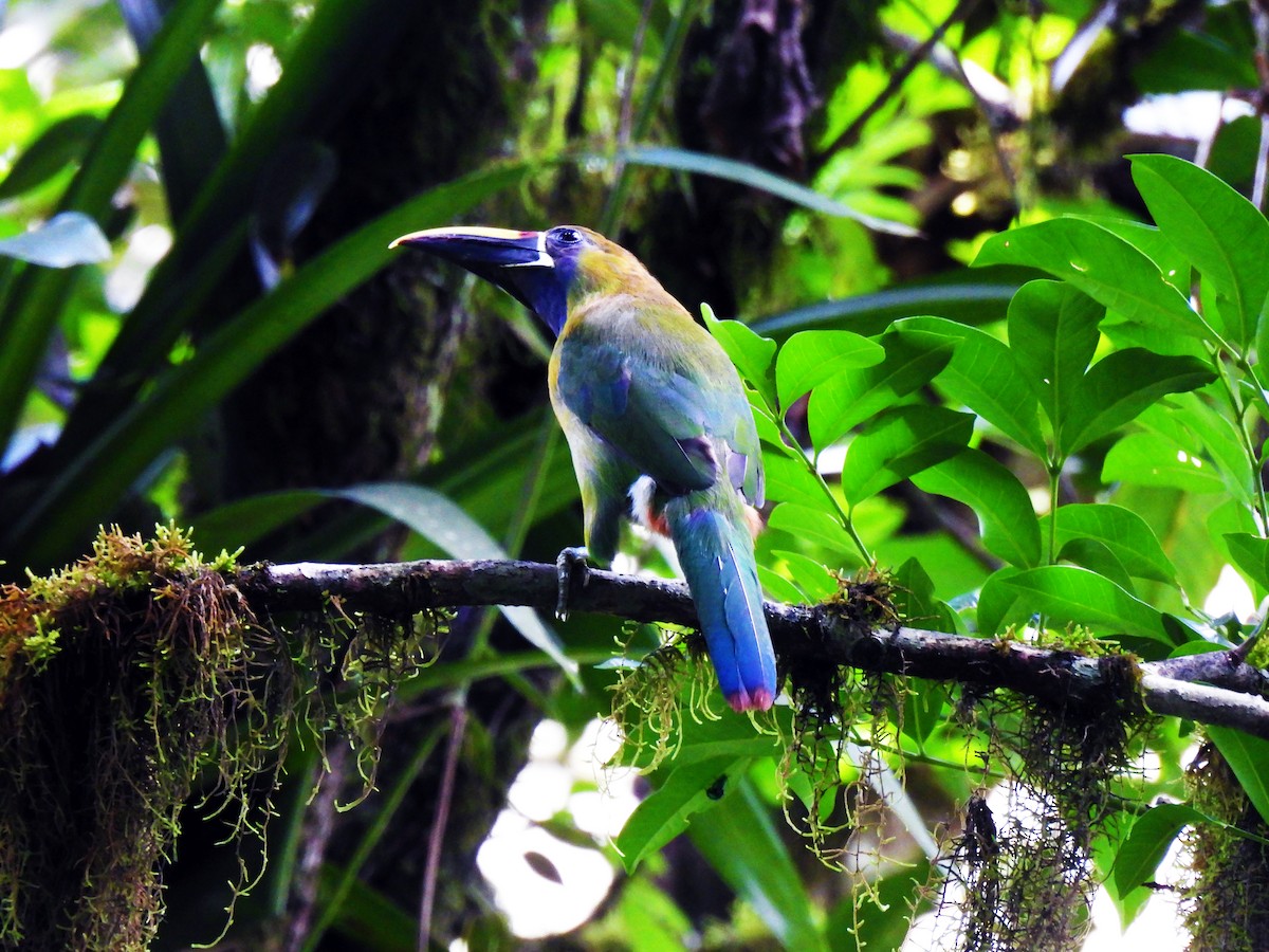 Northern Emerald-Toucanet - Marilyn Ureña